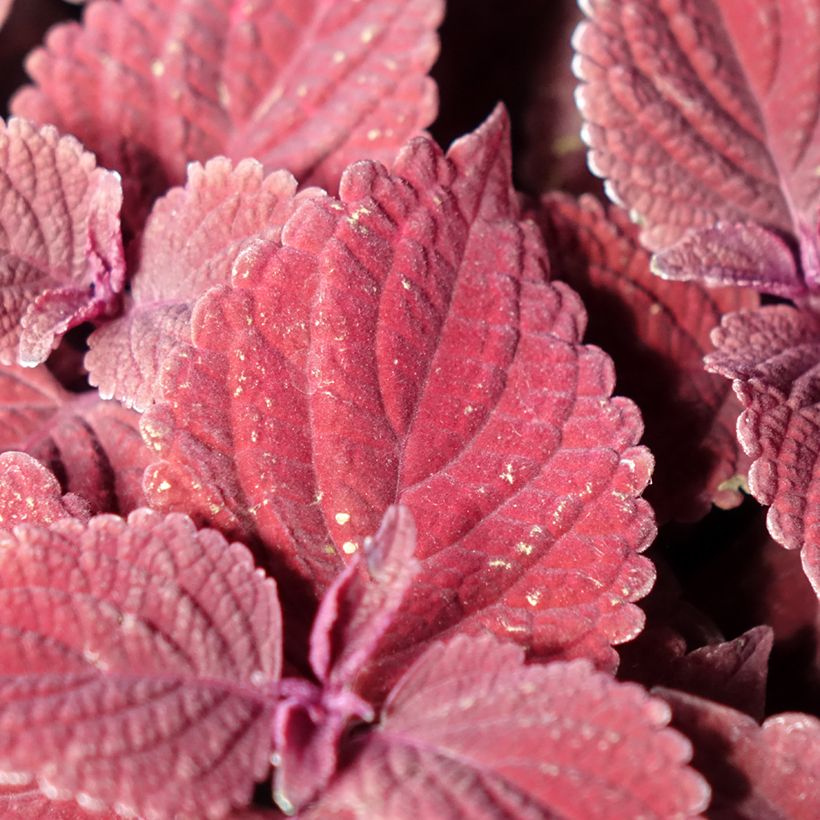 Coleus MS Second Street - Buntnessel (Laub)