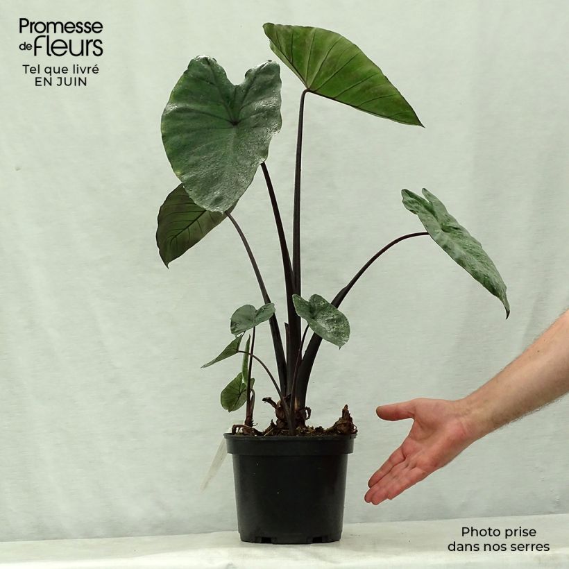 Exemplar von Colocasia esculenta var. fontanesii Black Stem - Taro Topf mit 3L/4L wie im Sommer geliefert