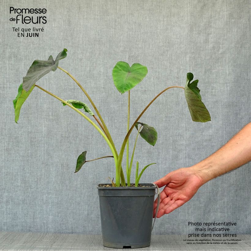 Exemplar von Colocasia Black magic - Taro Topf mit 4L/5L wie im Sommer geliefert