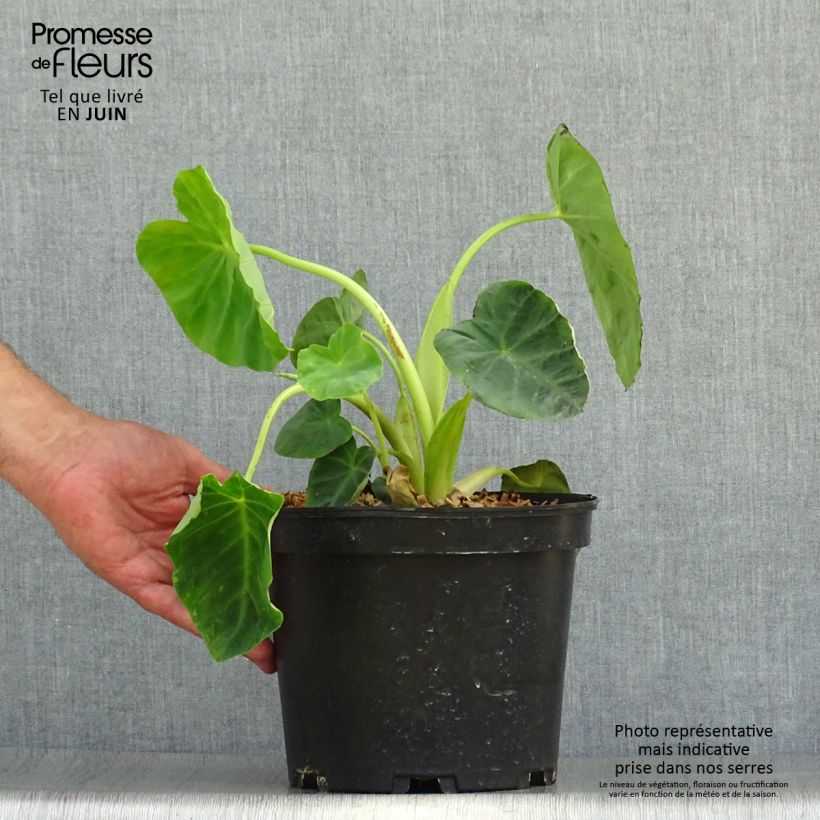 Exemplar von Colocasia Jack's Giant - Taro Topf mit 3L/4L wie im Sommer geliefert