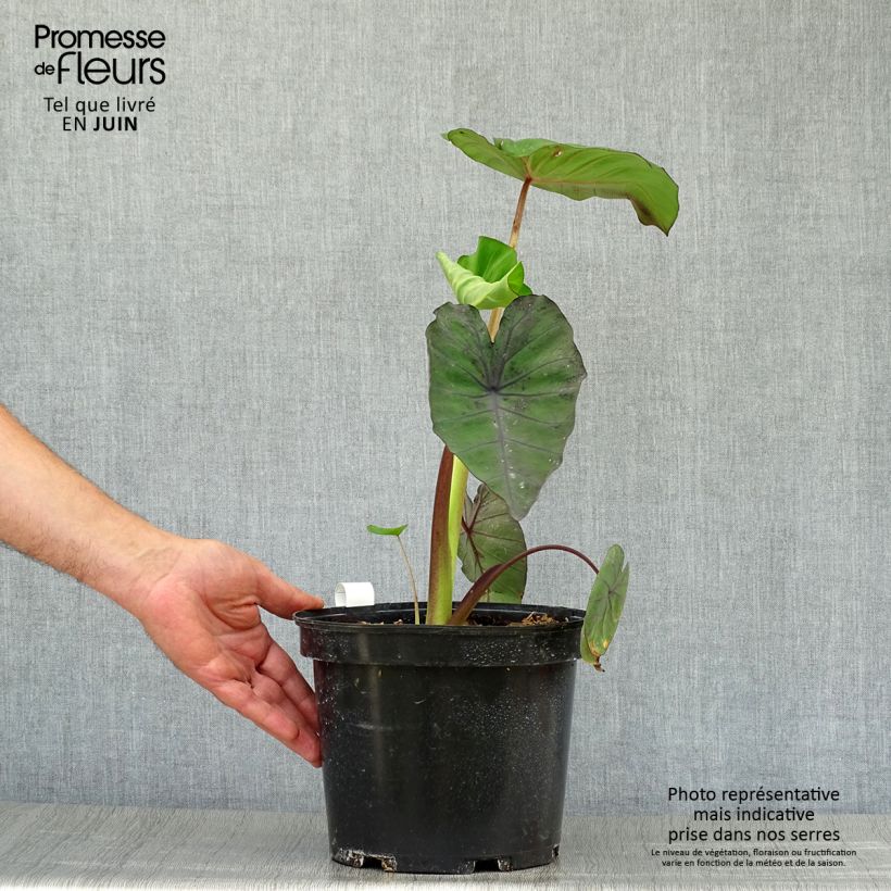 Exemplar von Colocasia Madeira - Taro Topf mit 3L/4L wie im Sommer geliefert