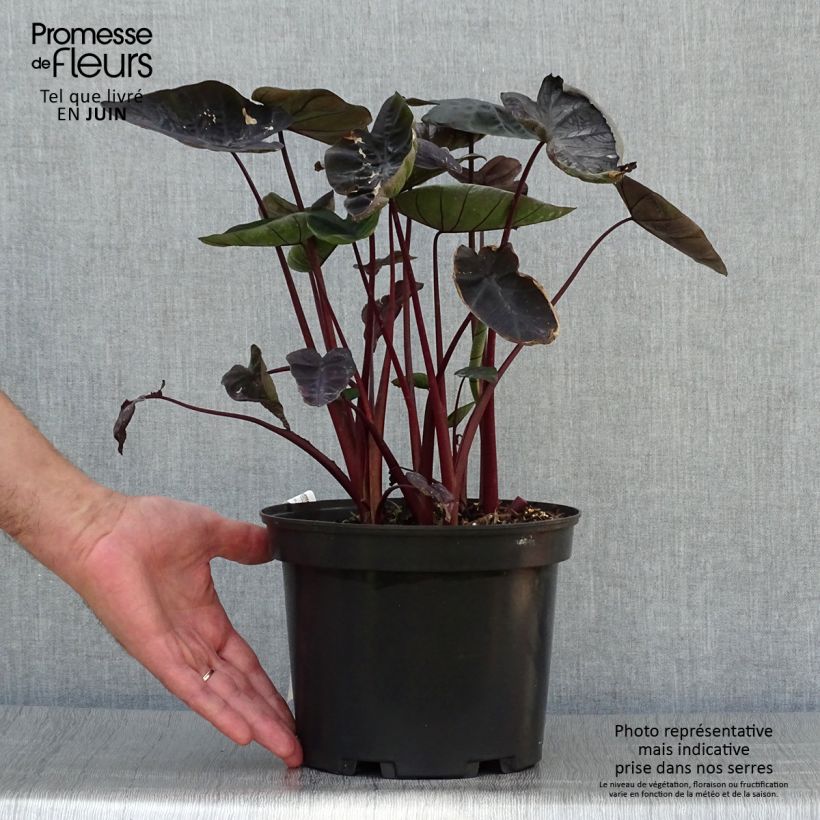 Exemplar von Colocasia Painted Black Gecko - Taro Topf mit 4L/5L wie im Sommer geliefert