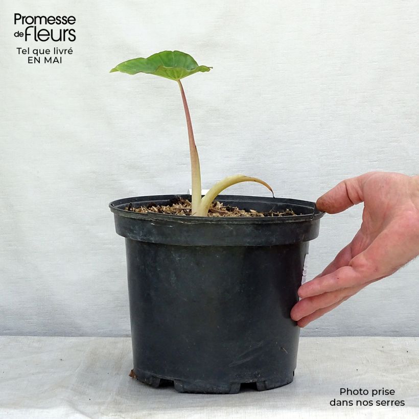 Exemplar von Colocasia Pink China - Taro Topf mit 3L/4L wie im Frühjahr geliefert