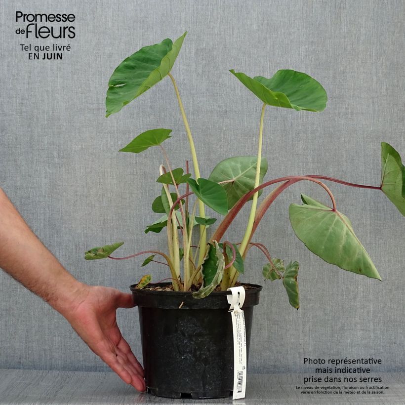 Exemplar von Colocasia Pink China - Taro Topf mit 3L/4L wie im Sommer geliefert