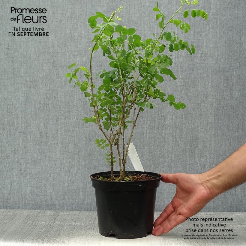 Exemplar von Colutea arborescens - Blasenstrauch Topf mit 2L/3L wie im Herbst geliefert
