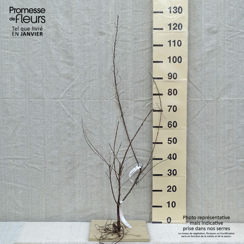 Exemplar von Colutea arborescens - Blasenstrauch Wurzelnackt wie im Winter geliefert