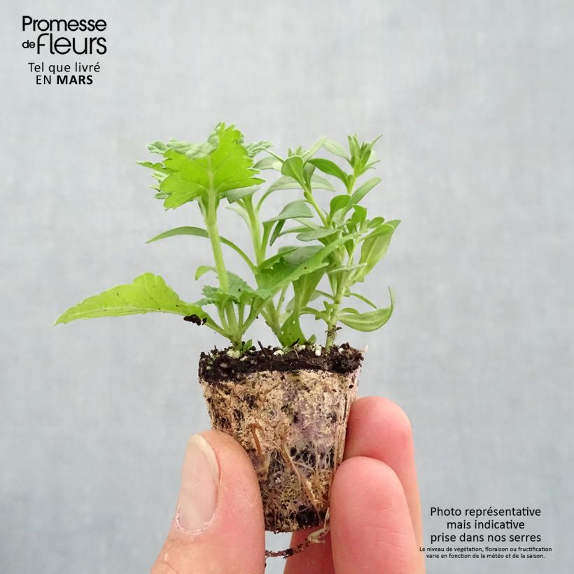 Exemplar von Zusammensetzung Power Play - Zusammensetzung aus 3 einjährigen Pflanzen Mini-Plug Ø 3/4 cm wie im Frühjahr geliefert
