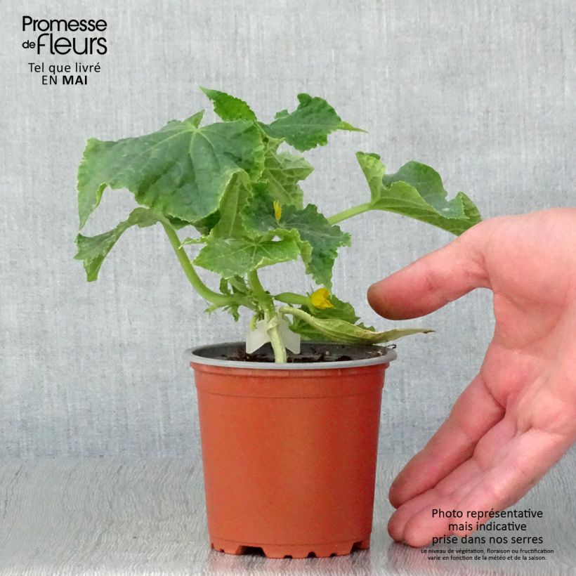Exemplar von Veredelte Salat-Gurke Gynial F1 (Veredelt) Topf 10 cm/11cm wie im Frühjahr geliefert