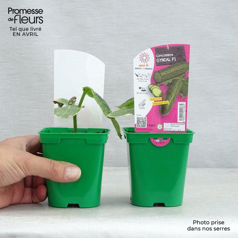 Exemplar von Salat-Gurke Gynial F1 Topf 10 cm/11cm wie im Frühjahr geliefert