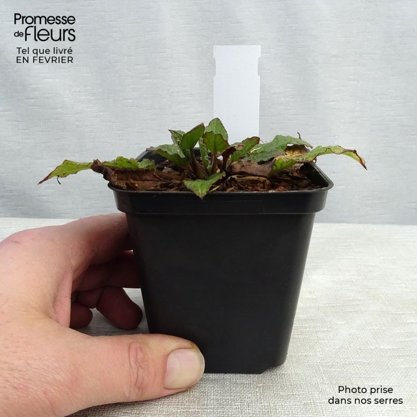 Exemplar von Symphytum azureum - Blauer Beinwell Kleine Töpfe von 8/9 cm wie im Winter geliefert