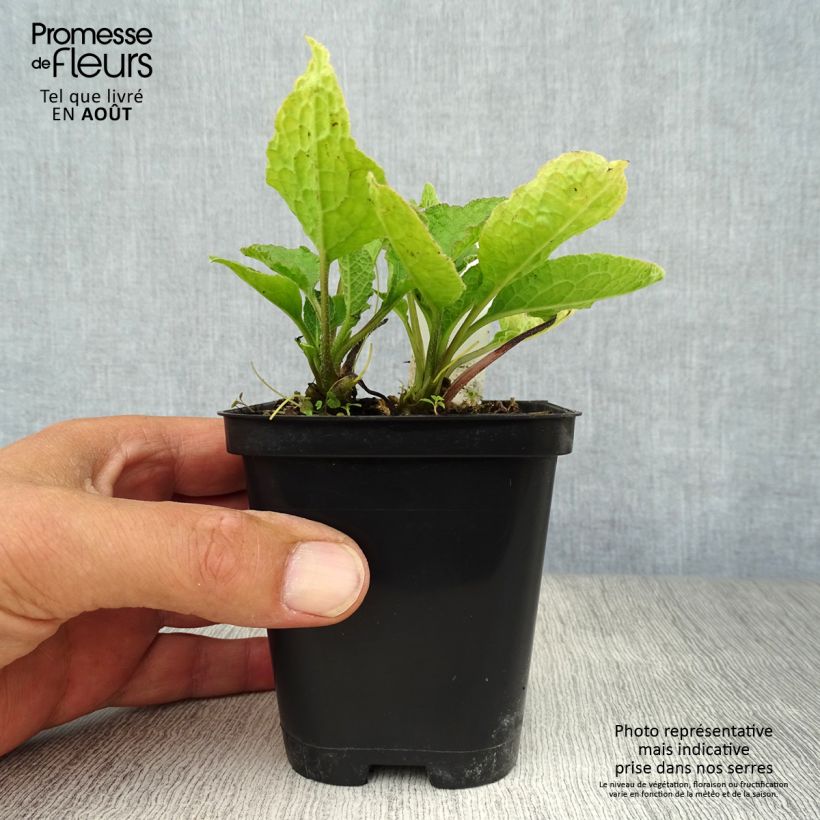 Exemplar von Kleiner Kaukasus-Beinwell - Symphytum grandiflorum Kleine Töpfe von 8/9 cm wie im Sommer geliefert