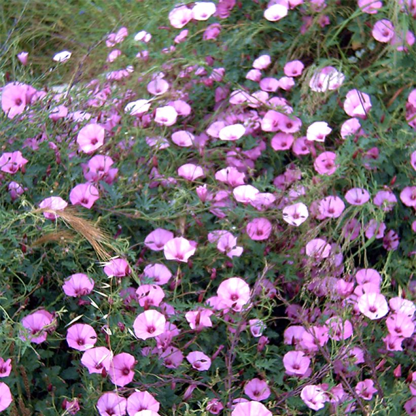 Convolvulus althaeoides - Eibischblättrige Winde (Blüte)