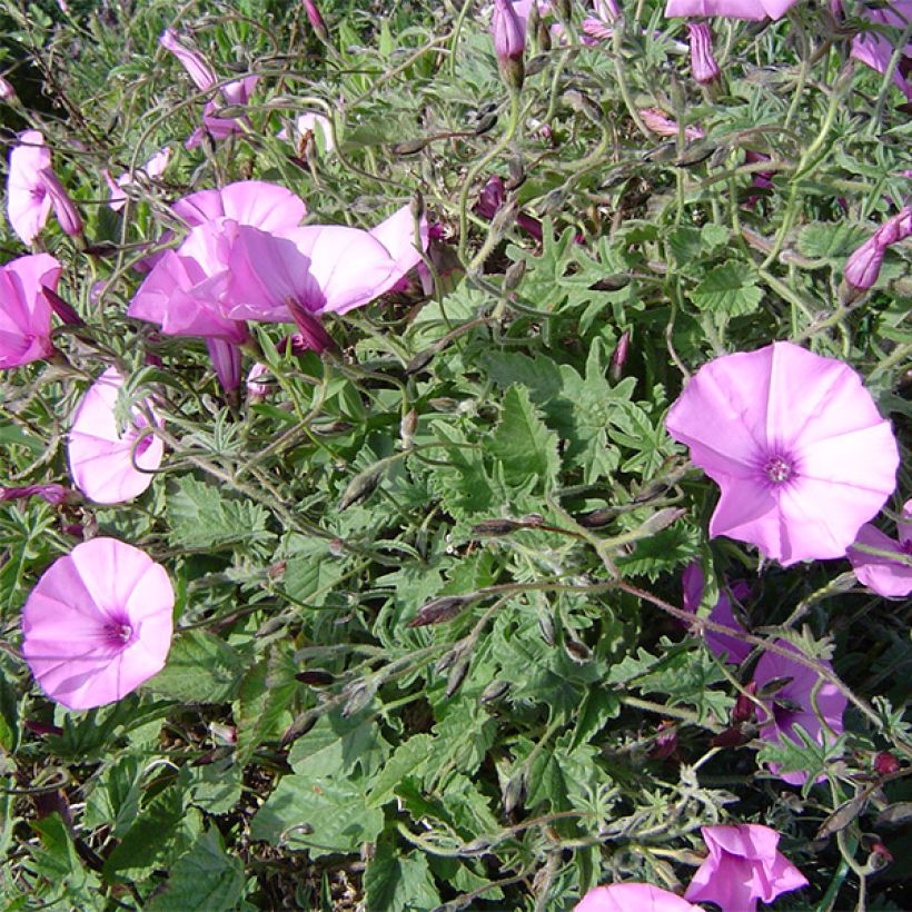 Convolvulus althaeoides - Eibischblättrige Winde (Hafen)