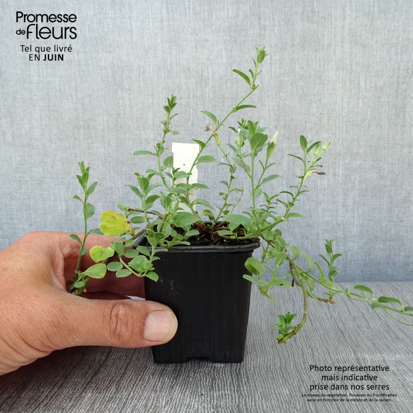 Exemplar von Convolvulus sabatius - Kriechende Winde Kleine Töpfe von 8/9 cm wie im Sommer geliefert