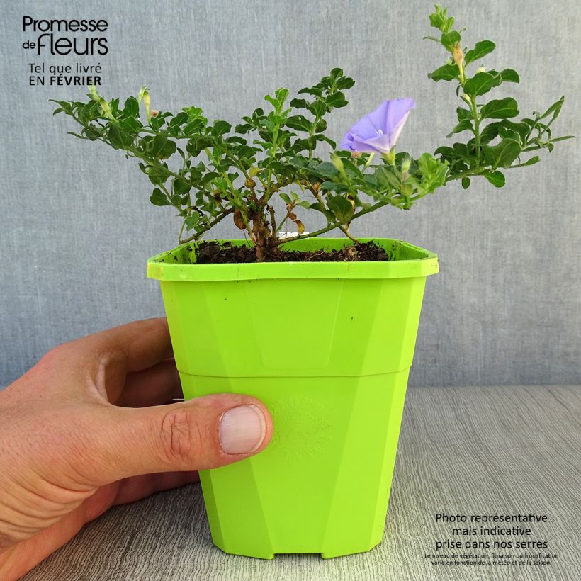 Exemplar von Convolvulus sabatius Maroccan Beauty - Kriechende Winde Topf mit 1L/1,5L wie im Herbst geliefert