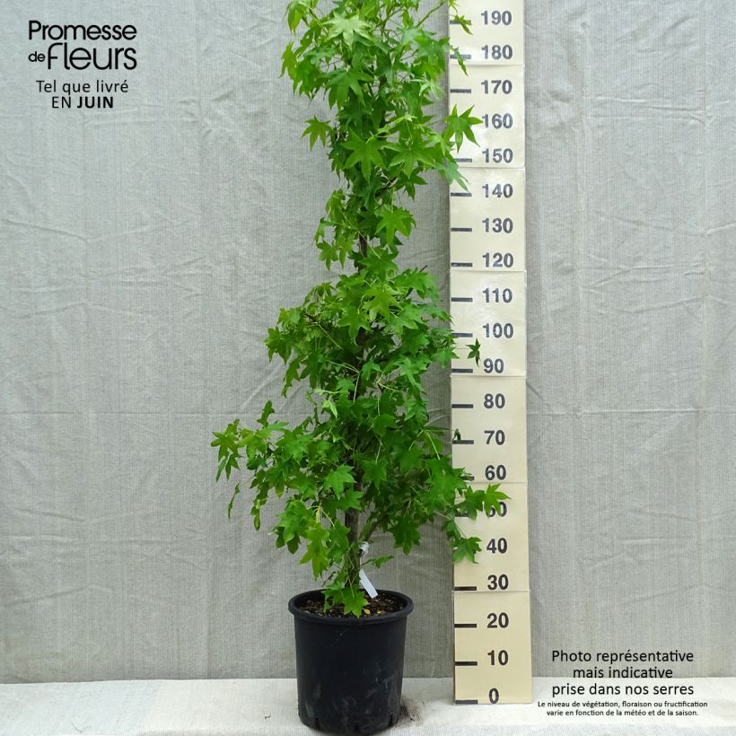Exemplar von Liquidambar styracyflua Stella - Amberbaum Topf mit 12L/15L wie im Frühjahr geliefert