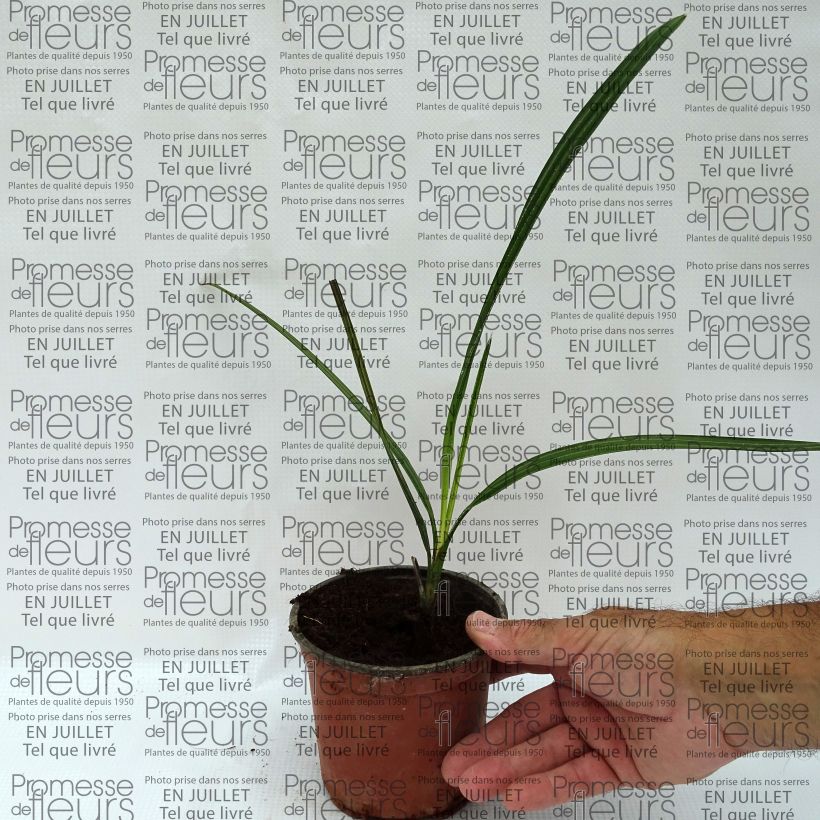 Exemplar von Copernicia alba - Caranday Palme Topf 12 cm / 13 cm wie im Sommer geliefert