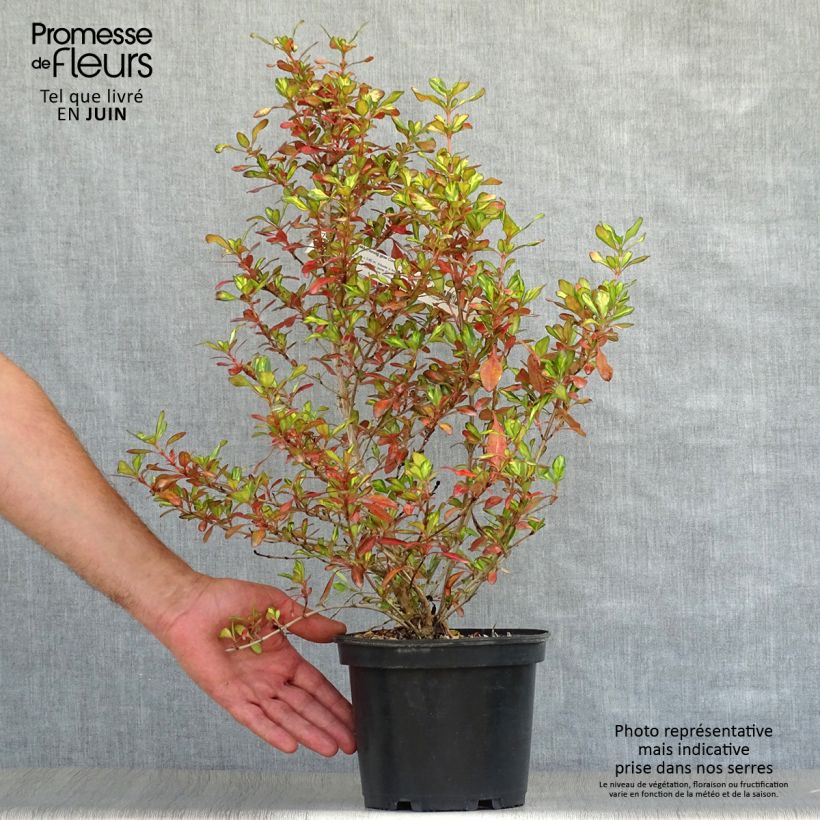 Exemplar von Coprosma Evening Glow Topf mit 2L/3L wie im Sommer geliefert