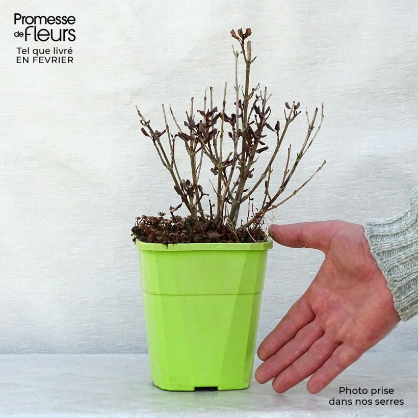 Exemplar von Coprosma Pacific Night Topf mit 1L/1,5L wie im Winter geliefert