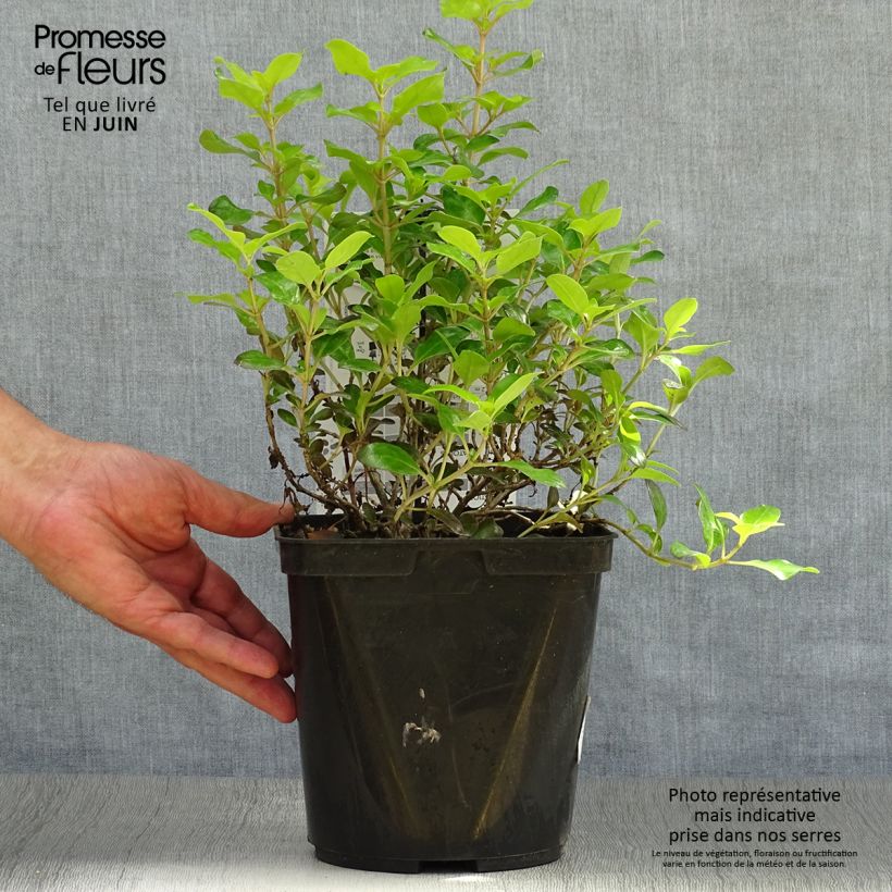Exemplar von Coprosma robusta Pina colada Topf mit 3L/4L wie im Sommer geliefert