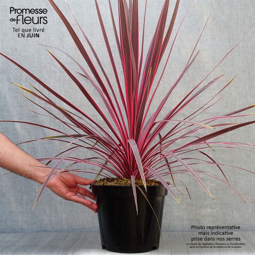 Exemplar von Cordyline australis Charlie boy - Keulenlilie Topf mit 4L/5L wie im Sommer geliefert