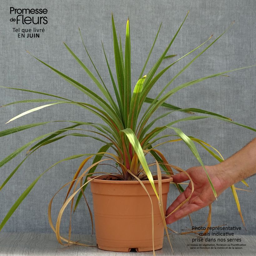 Exemplar von Cordyline australis Peko - Keulenlilie Topf mit 3L/4L wie im Sommer geliefert