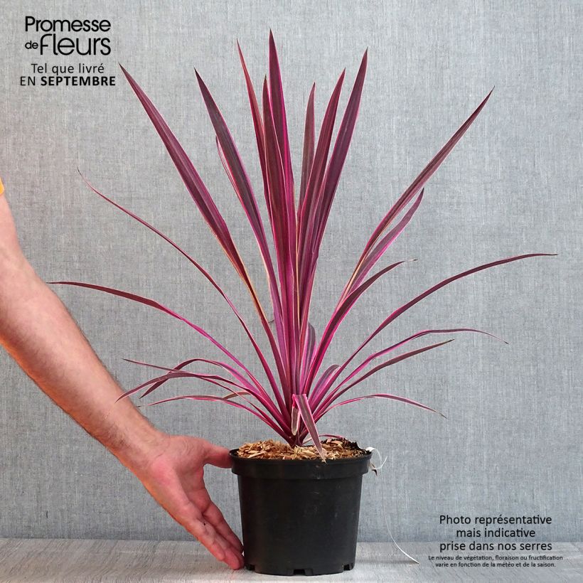 Exemplar von Cordyline australis Pink passion - Keulenlilie Topf mit 2L/3L wie im Sommer geliefert