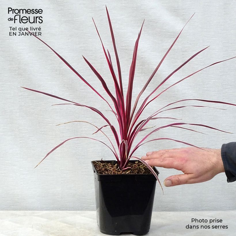 Exemplar von Cordyline australis Sunrise - Keulenlilie Topf mit 3L/4L wie im Winter geliefert