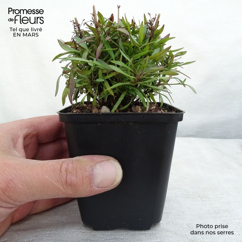 Exemplar von Mädchenauge Citrine - Coreopsis Kleine Töpfe von 8/9 cm wie im Winter geliefert