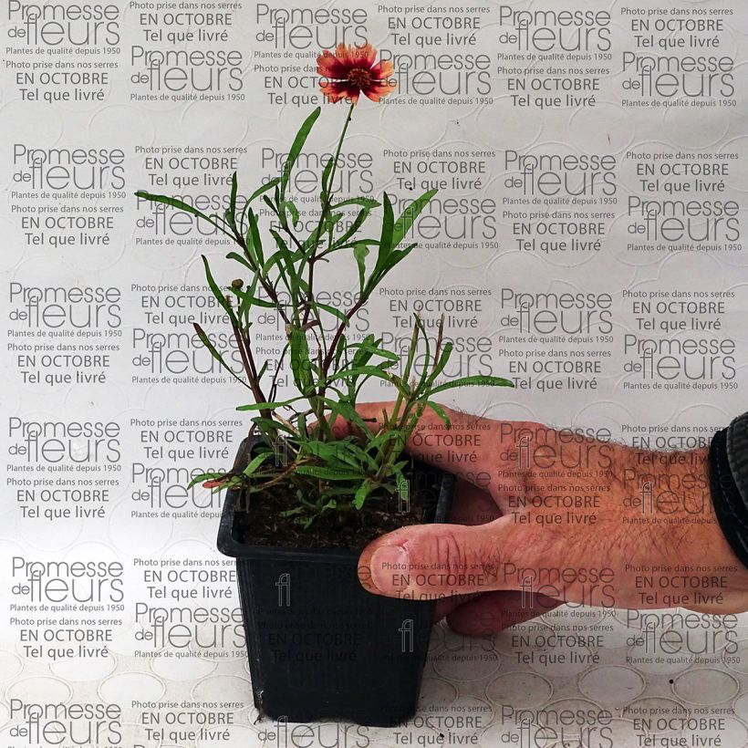 Beispiel eines Exemplars von Mädchenauge Desert Coral - Coreopsis Kleine Töpfe von 8/9 cm wie geliefert