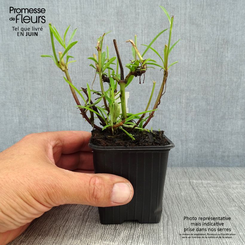 Exemplar von Mädchenauge Mercury Rising - Coreopsis Kleine Töpfe von 8/9 cm wie im Sommer geliefert