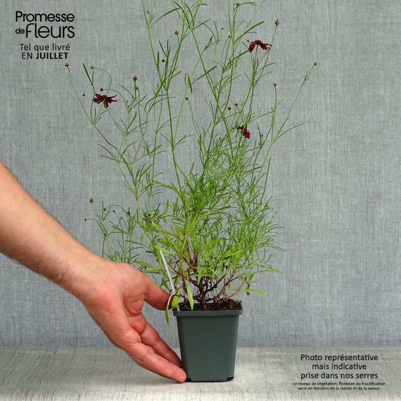 Exemplar von Mädchenauge Ruby Red - Coreopsis verticilliata Kleine Töpfe von 8/9 cm wie im Sommer geliefert