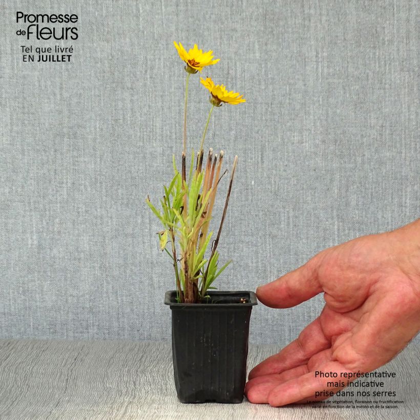 Exemplar von Mädchenauge Early Sunrise - Coreopsis alpinus Kleine Töpfe von 7/8 cm wie im Sommer geliefert