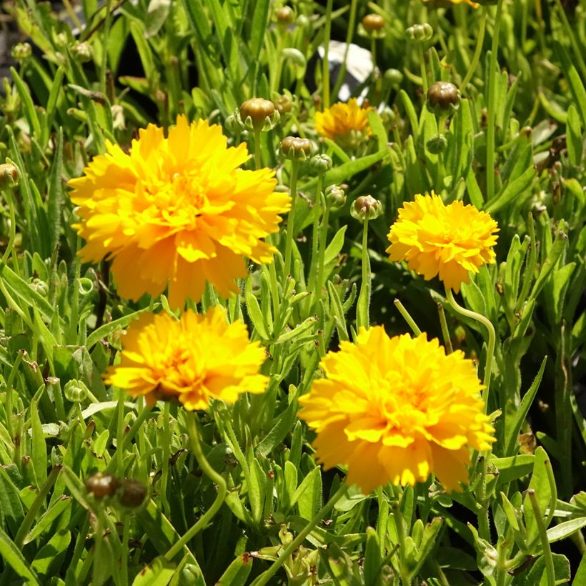 Mädchenauge Early Sunrise - Coreopsis alpinus (Blüte)