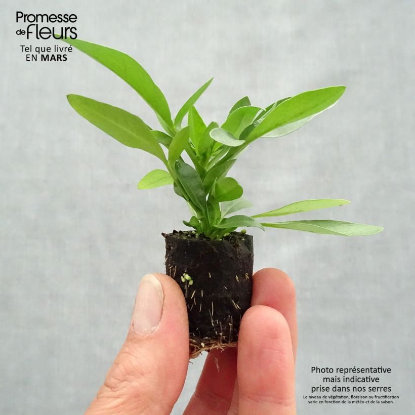 Exemplar von Mädchenauge Sunstar Orange - Coreopsis Mini-Plug Ø 3/4 cm wie im Frühjahr geliefert
