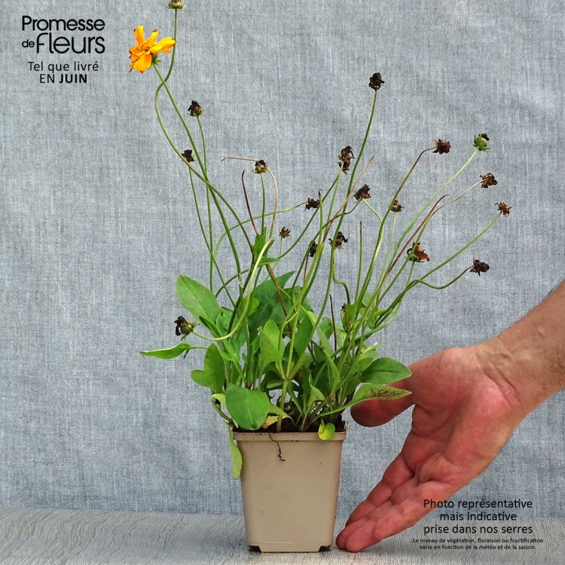 Exemplar von Mädchenauge Nana - Coreopsis auriculata Kleine Töpfe von 8/9 cm wie im Sommer geliefert