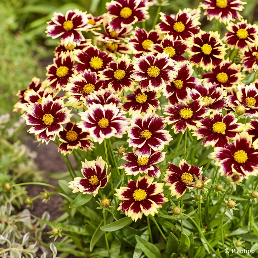 Großblumige Mädchenauge Solar Fancy - Coreopsis grandiflora (Blüte)