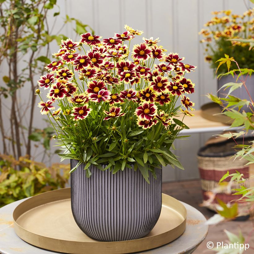 Großblumige Mädchenauge Solar Fancy - Coreopsis grandiflora (Hafen)