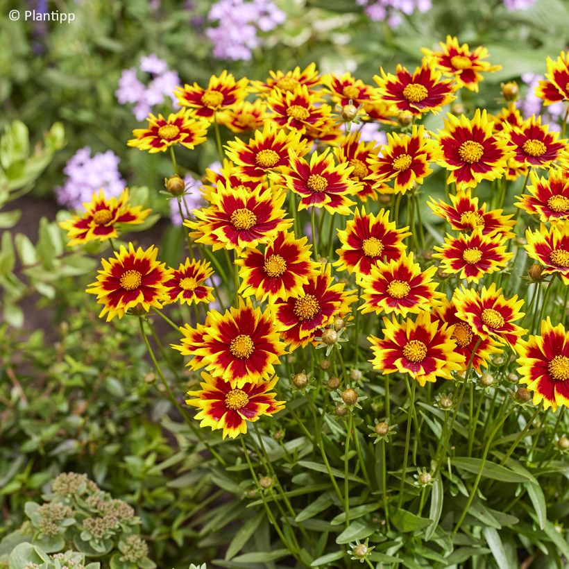 Großblumige Mädchenauge Solar Jewel - Coreopsis grandiflora (Blüte)