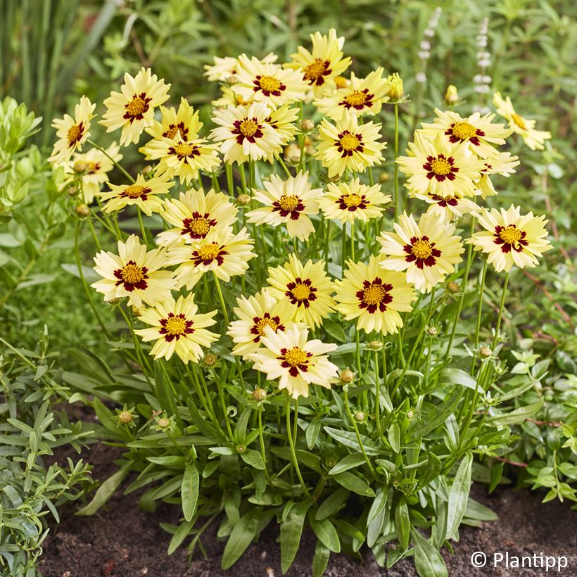 Großblumige Mädchenauge Solar Moon - Coreopsis grandiflora (Blüte)