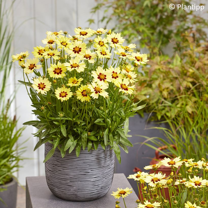Großblumige Mädchenauge Solar Moon - Coreopsis grandiflora (Hafen)