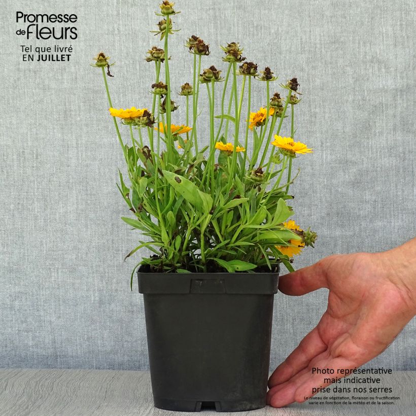 Exemplar von Großblumige Mädchenauge Sonnenkind - Coreopsis grandiflora Topf mit 2L/3L wie im Sommer geliefert