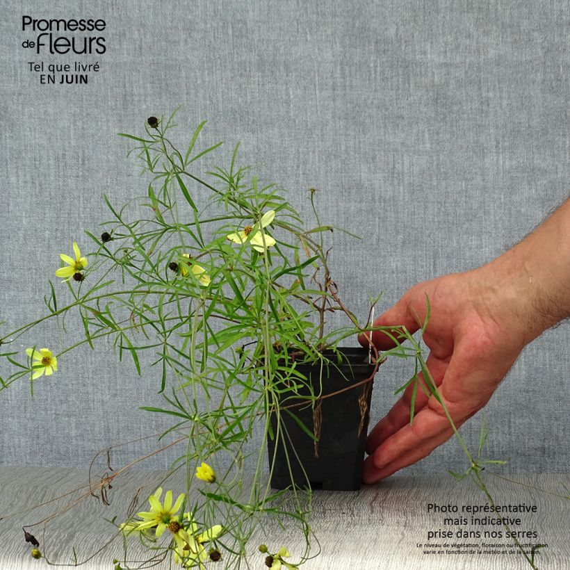 Exemplar von Mädchenauge Moonbeam - Coreopsis verticillata Kleine Töpfe von 7/8 cm wie im Sommer geliefert