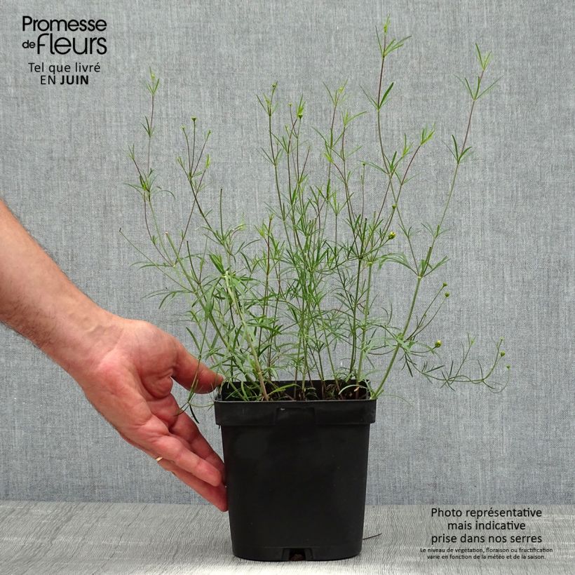 Exemplar von Mädchenauge Moonbeam - Coreopsis verticillata Topf mit 2L/3L wie im Sommer geliefert