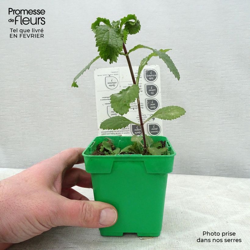 Exemplar von Koriander pflanzen Topf 10 cm/11cm wie im Winter geliefert