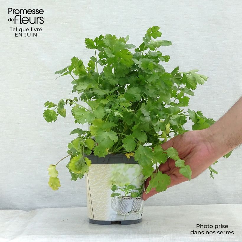 Exemplar von Koriander Bio (pflanzen) Topf mit 1L/1,5L wie im Sommer geliefert