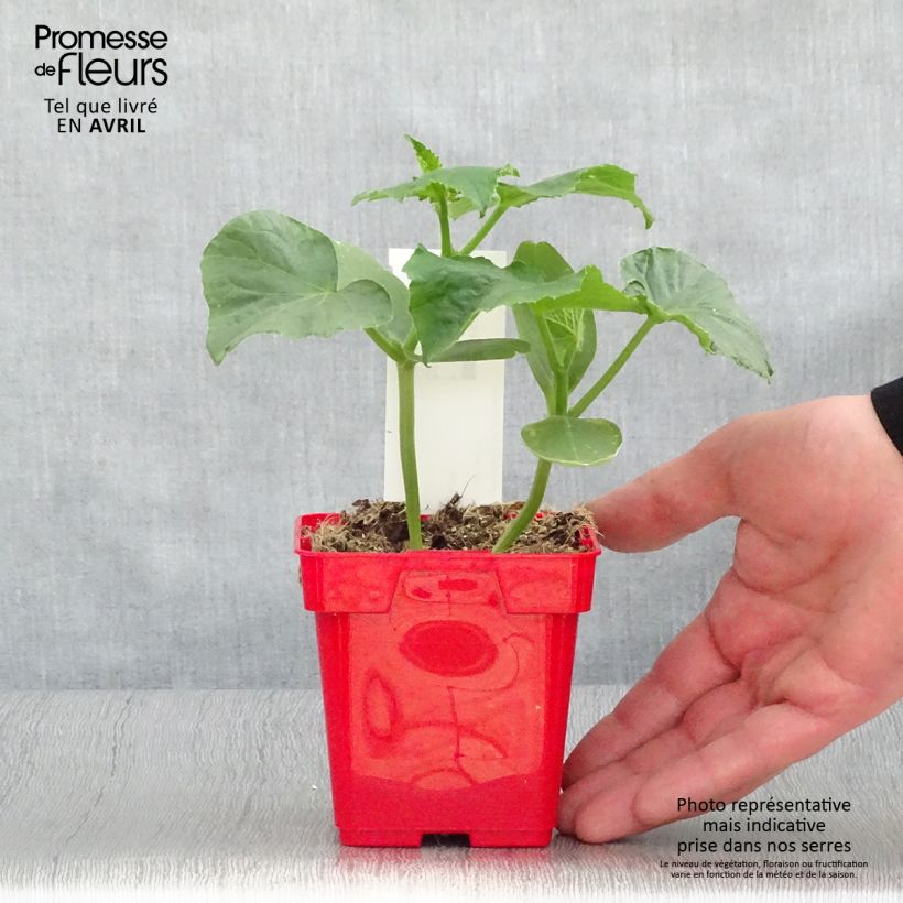 Exemplar von Einlegegurke Ceto Topf 10 cm/11cm wie im Frühjahr geliefert