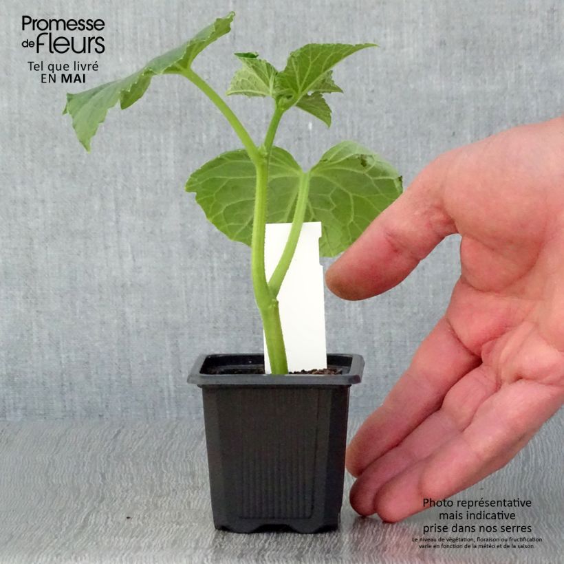 Exemplar von Einlegegurke Vert Petit de Paris (Pflanzen) Kleine Töpfe von 7/8 cm wie im Frühjahr geliefert