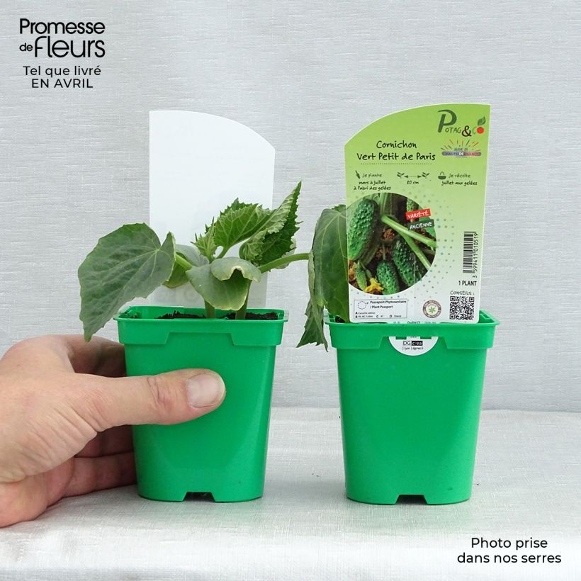 Exemplar von Einlegegurke Vert Petit de Paris (Pflanzen) Topf 10 cm/11cm wie im Frühjahr geliefert