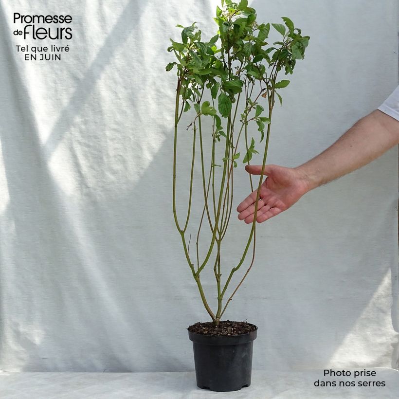 Exemplar von Cornus alba - Weißer Hartriegel Topf mit 2L/3L wie im Sommer geliefert